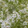 crambe