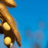 cultivo de soja