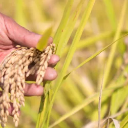 cultivo do arroz