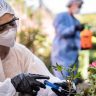 biotecnologia na agricultura