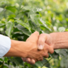 sinergia entre comércio exterior e agronegócio