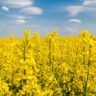 cultura da canola
