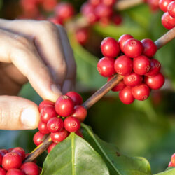 mão masculina segurando um fruto de café na árvore