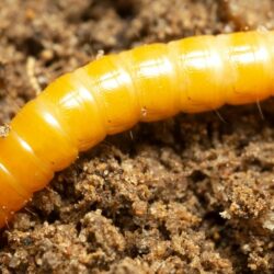 Confira 5 dicas para fazer o controle da larva-arame!
