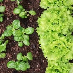 policultura: plantações de quatro diferentes folhosas