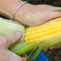 produtividade de milho por hectare