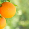 cultura da laranja