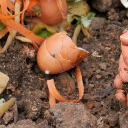 fertilizantes orgânicos