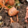 fertilizantes orgânicos