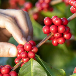 Confira qual a importância do café para a economia brasileira
