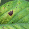 Mancha-purpura-na-soja-saiba-o-que-e-e-como-eliminar-da-lavoura.