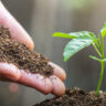 Créditos de biodiversidade: o que são, objetivo e importância