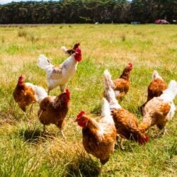 criação de aves