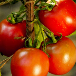 cultivo de tomate